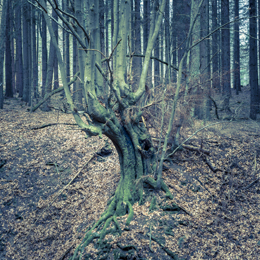 <h4>Wald 06</h4>